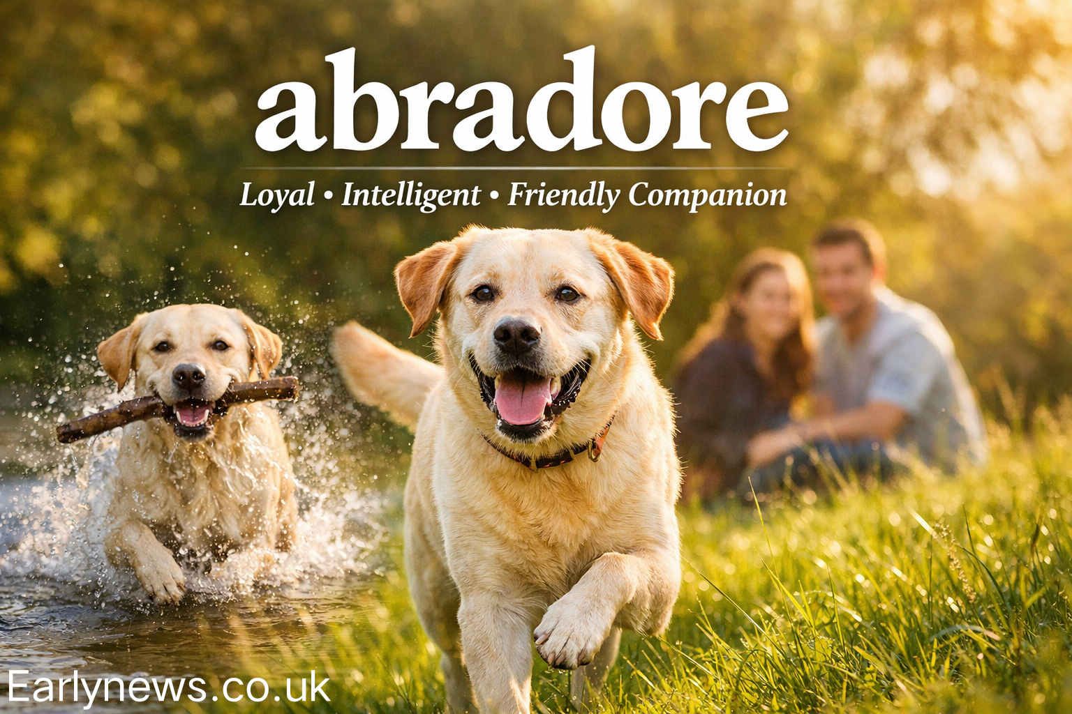 abradore Uncovered: Origins, Traits, Truths & Insights Guide