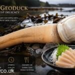 mirugai geoduck: Ocean Giant Behind Rare Seafood