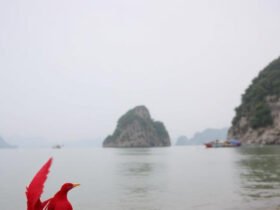 Bảce: The Ultimate 2026 Guide on The Vietnamese Concept